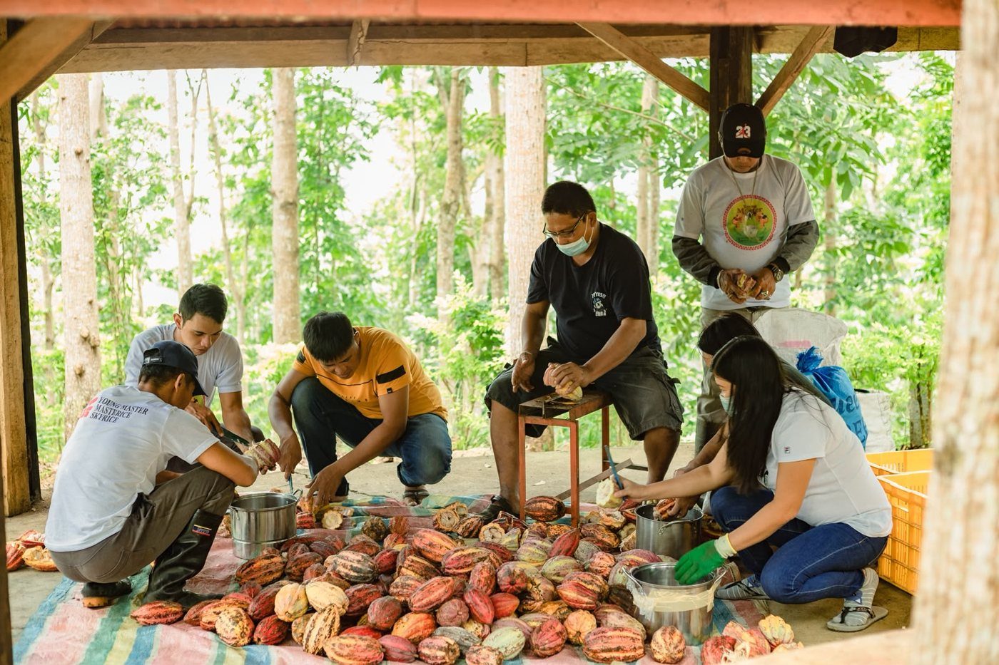 Farm team opening harvested cacao pods under a shelter